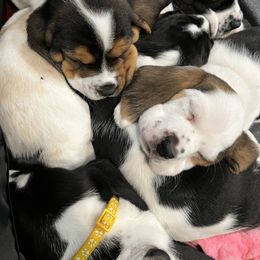 Basset Hound Puppies from Bear’s Bassets