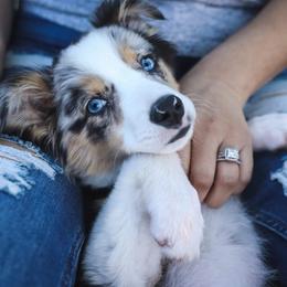 Miniature Australian Shepherds from Furrever.Mini.Aussies.llc