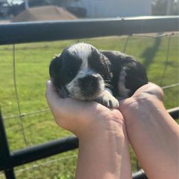 Hank- blue collar boy - Parti male Miniature Schnauzer puppy in Oneonta, Alabama from Murphree Valley Kennels