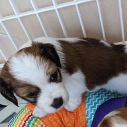 Nederlandse Kooikerhondje Puppies from Lenders Land