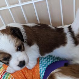 Nederlandse Kooikerhondje Puppies from Lenders Land