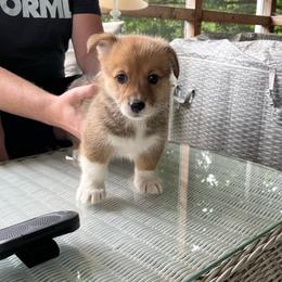 Girl 2 - Red female Pembroke Welsh Corgi puppy in Saylorsburg, Pennsylvania from Dunnideer Farm