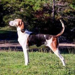 Squeeky - Treeing Walker Coonhound