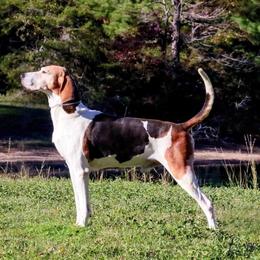 Squeeky - Treeing Walker Coonhound