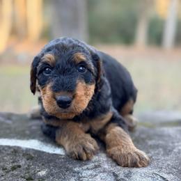Mr Orange - Black and tan male Airedale Terrier puppy in Mooresville, North Carolina from Farm 55