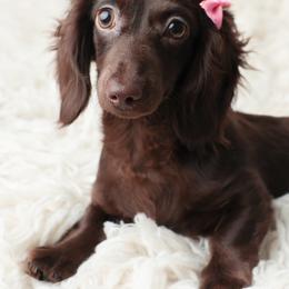 Bella - Dachshund