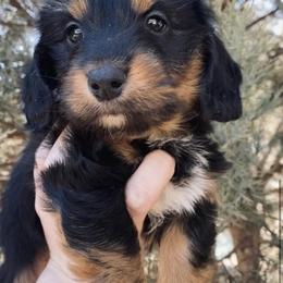 Dachshund Puppies from Long Dog Ranch