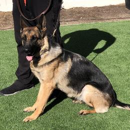 Roxy - German Shepherd