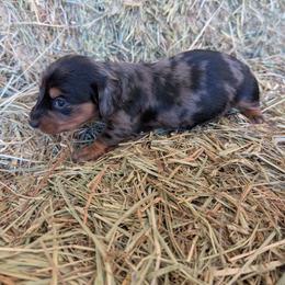 Girl 2 - Dapple female Dachshund puppy in Cole Camp, Missouri from Long Dog Ranch