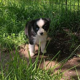 Penelope - Black & white female Australian Shepherd puppy in Sultan, Washington from Van Huitt Australian Shepherds