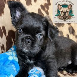 French Bulldog Puppies from Lil' Bougi Bullies