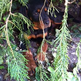Rottweiler Puppies from Vom Gryphonberg
