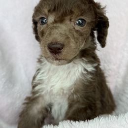 Poodle Puppies from Silver Lining Poodles