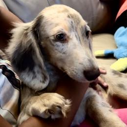 Ziggy - Dachshund