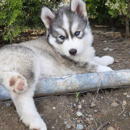 Blossom - Black and white female Siberian Husky puppy in Auburn, Washington from Black Diamond Siberian Huskies
