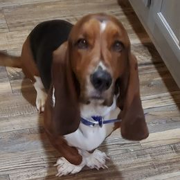 Buster - Basset Hound