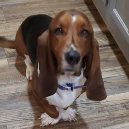 Buster - Basset Hound