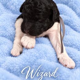 Wizard - Parti male Poodle puppy in Washington, Pennsylvania from Patriotic Poodles