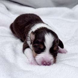 Maple - Red tri female Miniature Australian Shepherd puppy in Bly, Oregon from Apacheblus Toy Aussies