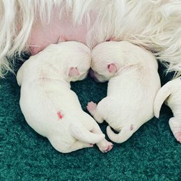 West Highland White Terrier Puppies from Elvador West Highland White Terriers