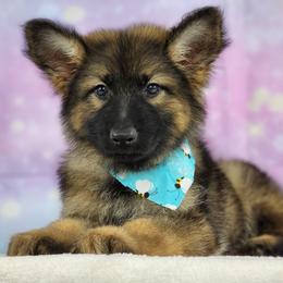 German Shepherd Puppies from Raven Oak's Shepherds