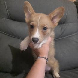 Male 2 - Blue male Pembroke Welsh Corgi puppy in Unicoi, Tennessee from East Tennessee Clark Corgis