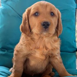 Coach - Dark golden female Golden Retriever puppy in Parker, Colorado from Legacy Ranch Golden Retrievers