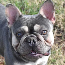 Rico - French Bulldog