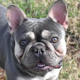 Rico - French Bulldog