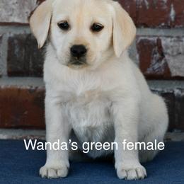 Green female - Yellow female Labrador Retriever puppy in Mississippi from Sure Shot English Labs