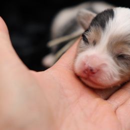 Cranberry-Mint collar male - Blue merle and white male American Corgi puppy in Benjamin, Utah from Nuna’s  Corgis
