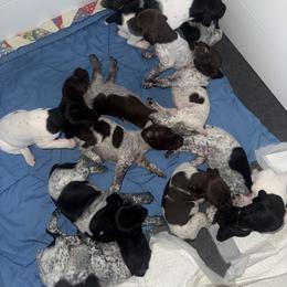 German Shorthaired Pointer Puppies from Red Hills GSPs