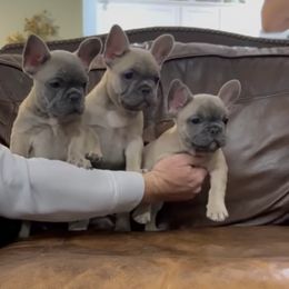 French Bulldog Puppies from Brandi Nance's French Bulldogs