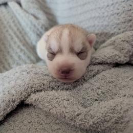 Ash - Red and white female Siberian Husky puppy in Wisconsin from Liberty Siberians