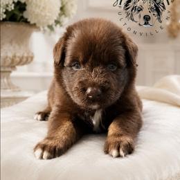 Snickers - Red tri-color male Australian Shepherd puppy in Fultonville, New York from Sandy Aussies & Pomeranians