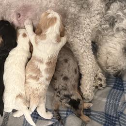 Bernedoodles, Cavapoos, and Cockapoos from Doodley Doodles