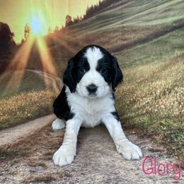 Glory - English Springer Spaniel puppy in Pine Island, Minnesota from Country Breeze Springer Spaniels