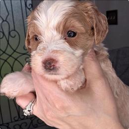 Kora - Red  female Goldendoodle puppy in Palestine, Texas from KK's Doodle Bunch