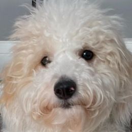 Missy - Poodle