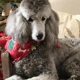 Aussiedoodles, Miniature Australian Shepherds, and Poodles from Cape Cod Aussies / Cape Cod Poodles and Doodles