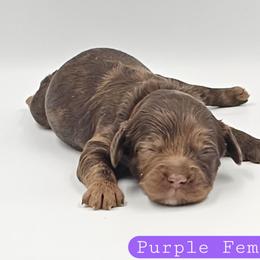 Purple Female - Brown and tan female Cockapoo puppy in Mocksville, North Carolina from Hunting Creek Farms