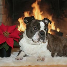 Koko - Boston Terrier