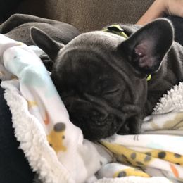French Bulldog Puppies from Crooked C Ranch
