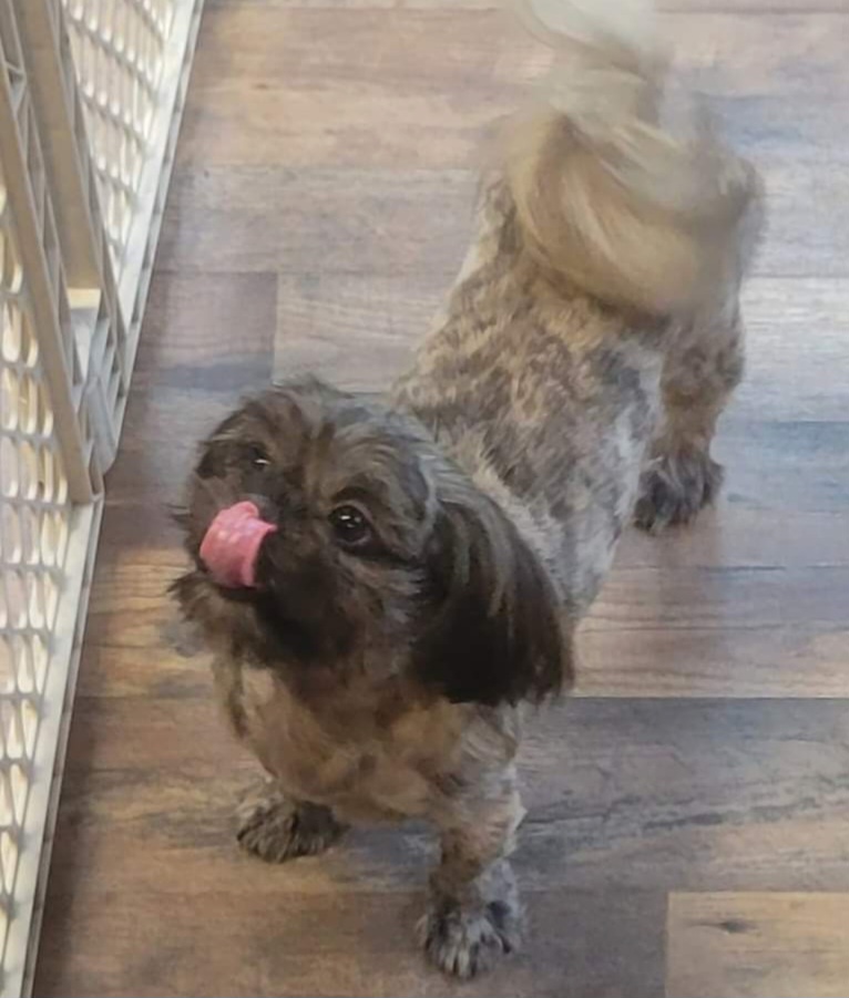 Angel - Shih Tzu