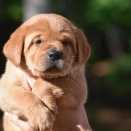 Ember - Yellow female Labrador Retriever puppy in Carthage, North Carolina from Wicked Pines Retrievers