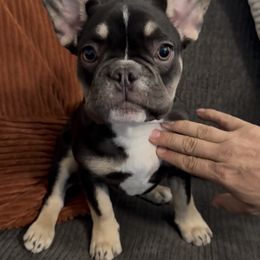 Lilo - Tricolors female French Bulldog puppy in Rio Rancho, New Mexico from Mallak Farm Frenchies