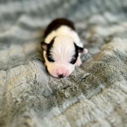 Girl 1 - White and black female Pembroke Welsh Corgi puppy in Derby, Iowa from Newton Hay & Cattle