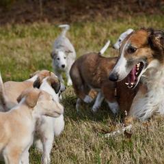 Borzoi Puppies from Rezance Borzoi