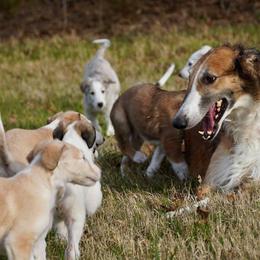 Borzoi Puppies from Rezance Borzoi