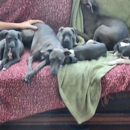 Italian Greyhound Puppies from Fisher Link
